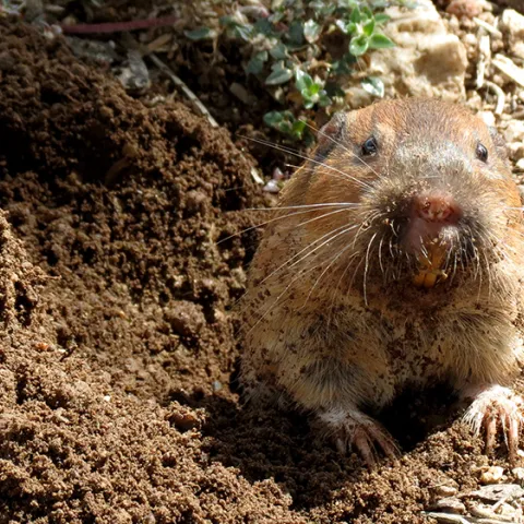 Gopher