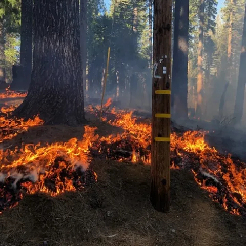 Winter prescribed burns allow landowners to reduce fuels with low risk.