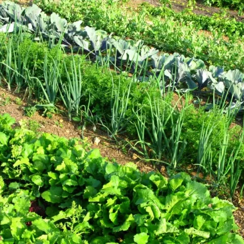 vegetablegarden