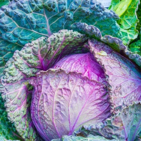Colorful pink and green cabbage head.