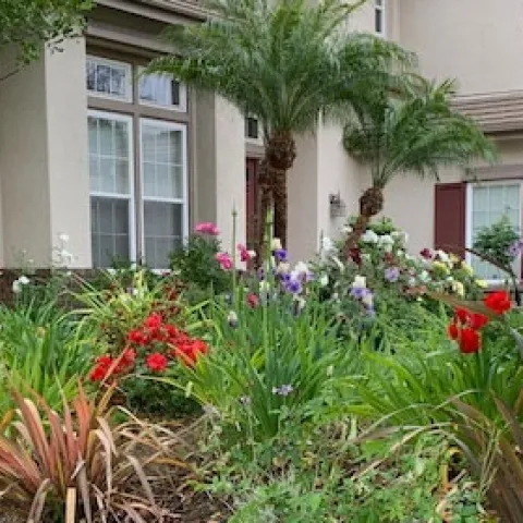 Front Yard