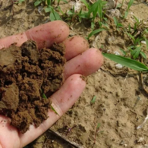 Palms-up hand holding soil over a lawn.