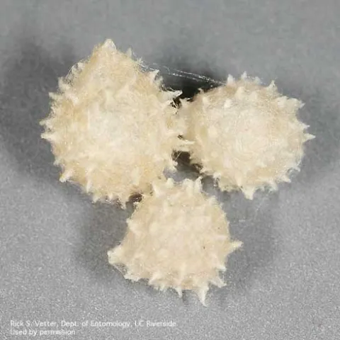 A.
