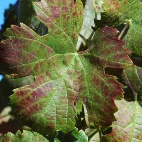 Un nuevo invernadero será construido en UC Davis para proteger a las vides de enfermedades como la mancha roja, la cual causa que las hojas se tornen rojas, dificulta la maduración de las frutas y reduce la calidad del vino. Fotografía cortesía de la Fundación de Servicios de Plantas de UC Davis