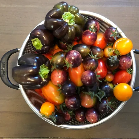 Tomato harvest 2022 - Alex Russell
