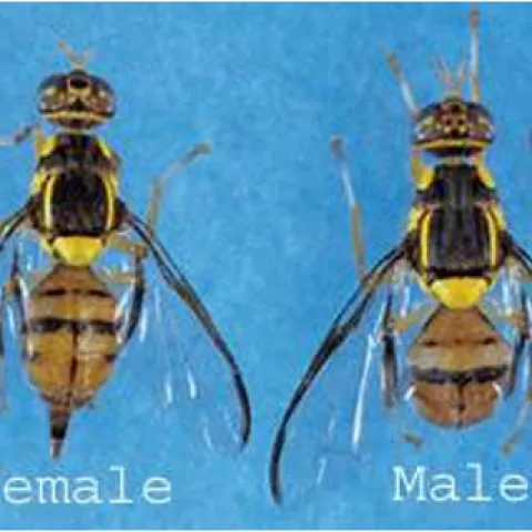 Adultos de la mosca oriental de la fruta
