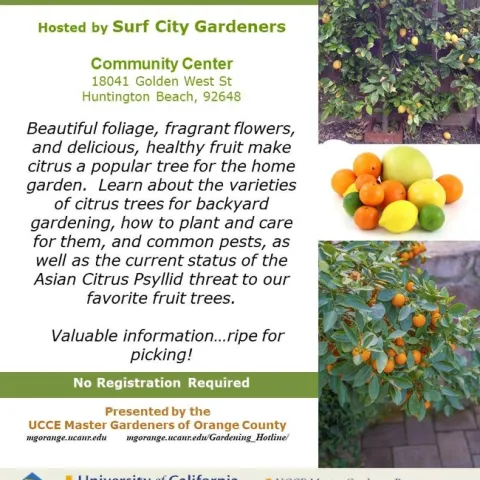 Citrus Success Secrets: From Planting to Pest Control, Master Every Step!