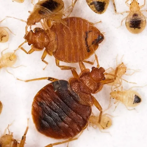 092717 bedbug free