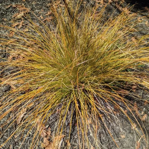 carex