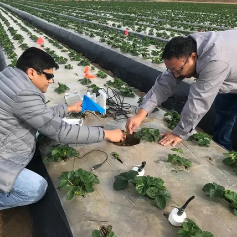 Tapan Pathak wearing a light gray puffy jacket and sunglasses, left, and Mahesh Maskey, poke wires into a hole in the plastic mulch surrounded by strawberry plants.