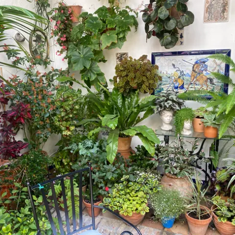 Plants