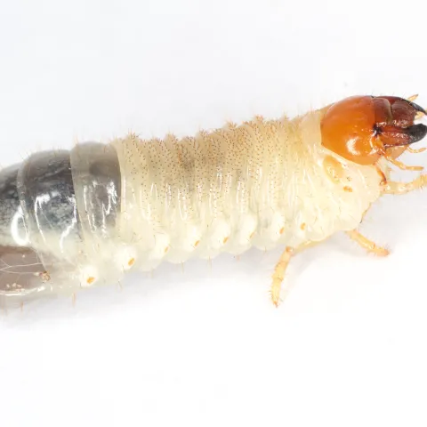 Grub