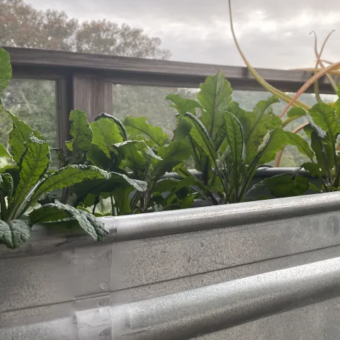 Kale in trough