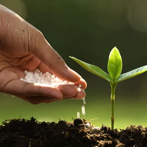 fertilizing