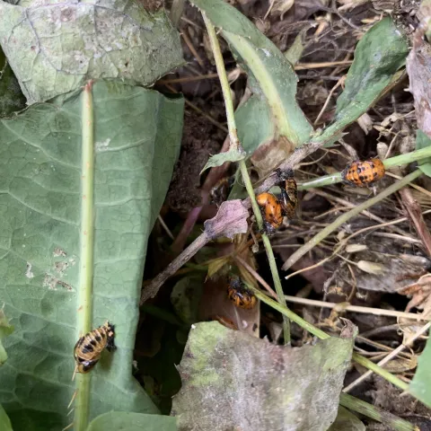Lady beetle nursery