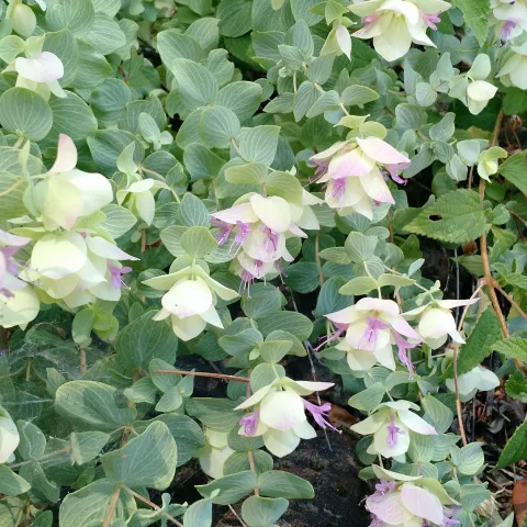 trailing pink and white oregano flowers on Kent Beauty