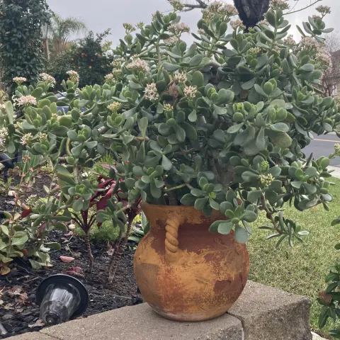 green jade plant in a pot