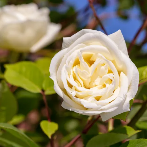 Cream colored rose
