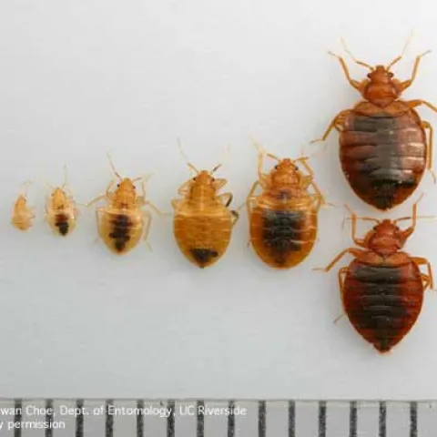 bedbugs 2