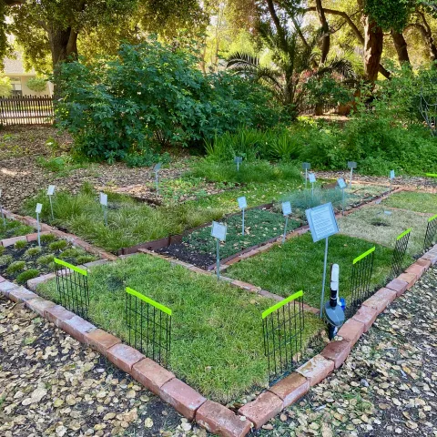 Lawn Alternatives for Home Landscapes