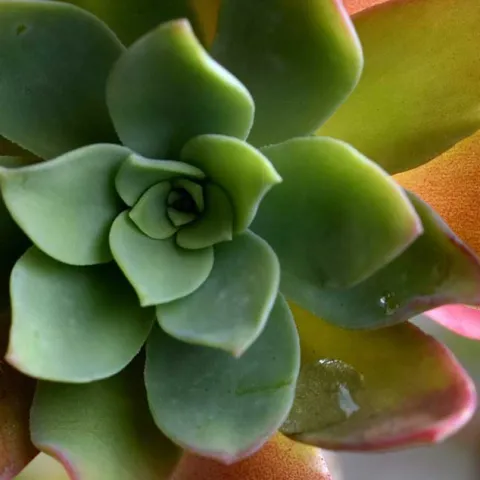 Succulents - Laguna Woods