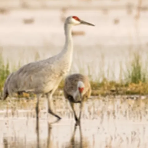 Birds walking in a marsh