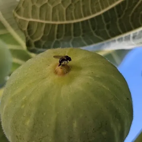 Image A black fig fly laying eggs inside a green fig. A black fig fly depositing eggs into a fig fruit. Photo by Houston Wilson, Dept. of Entomology, UC Riverside.