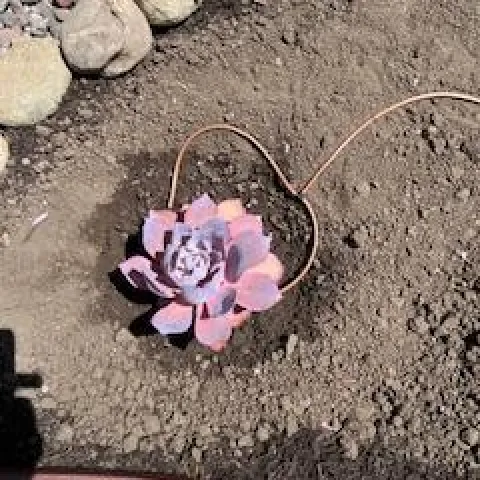 Drip Irrigation