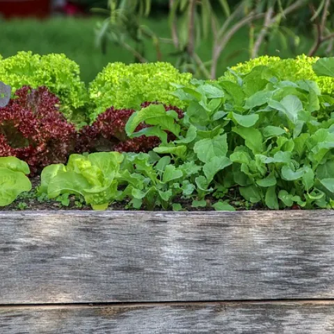 Raised Bed/Pixabay
