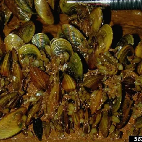 Golden mussels, invasive aquatic pests. Photo by Paige Kuczmarski, Alberta Invasive Species Council, Bugwood.org.
