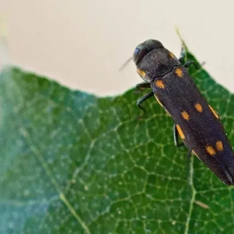 An adult goldspotted oak borer on an oak leaf. Photo by Mike Lewis, Center for Invasive Species Research, Bugwood.org.