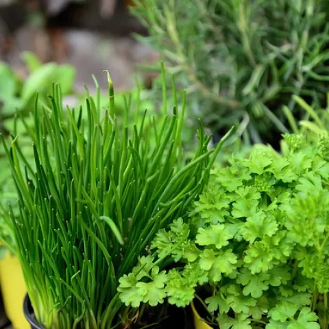 Herbs courtesy of Pixabay