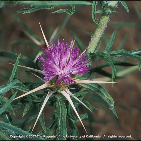 Purple starthistle