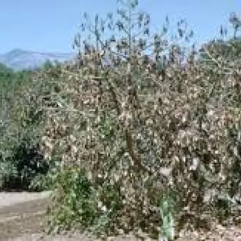verticillium wilt