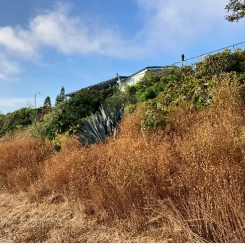 Tall, dried out weeds growing alongside a road. Photo by Luca Carmignani.