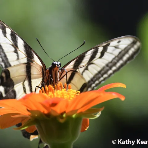 Western tiger swallowtail, Papilio rutulus. (Photo by Kathy Keatley Garvey)
