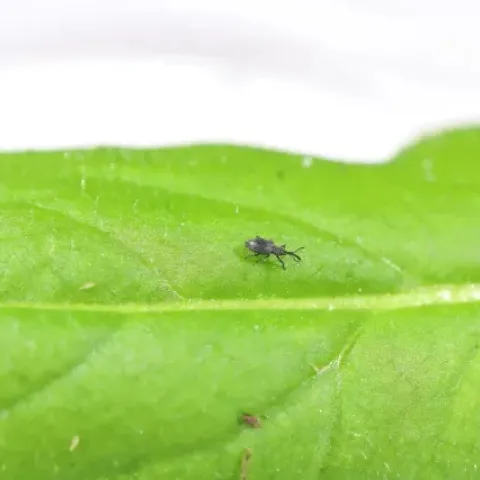 A biological control agent of yellow starthistle, the rosette weevil. Photo by Nathan Mercer, CDFA. 