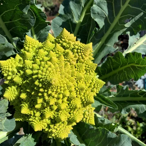 cool season vegetables gardening