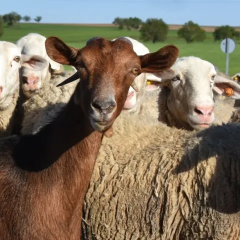 goats and sheep