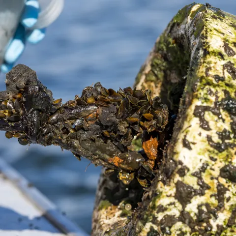 Large white pipe covered with mud and mussels clustered from another center pipe.