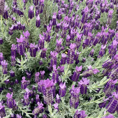 Lavender