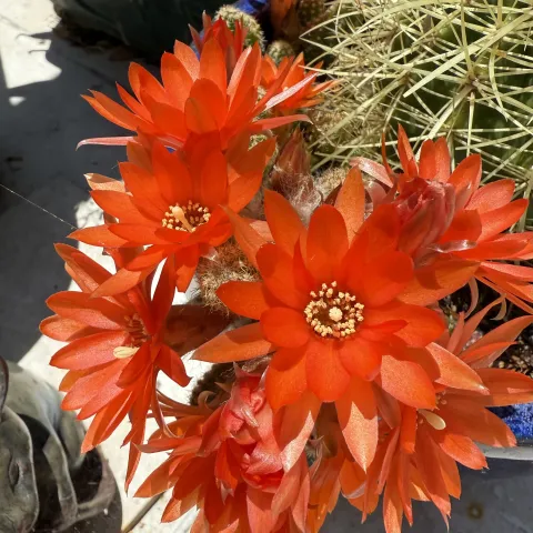 succulent MCP 2025
