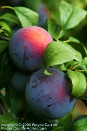 Plum Tree