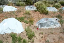 Tarping