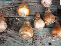 daffodil bulbs