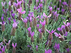 Lavender 'Otto Quast'