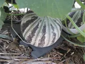 melon1