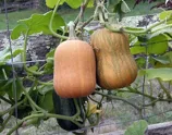 Honey nut squash