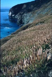 cortaderia jubata1