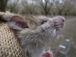 The face of a rat